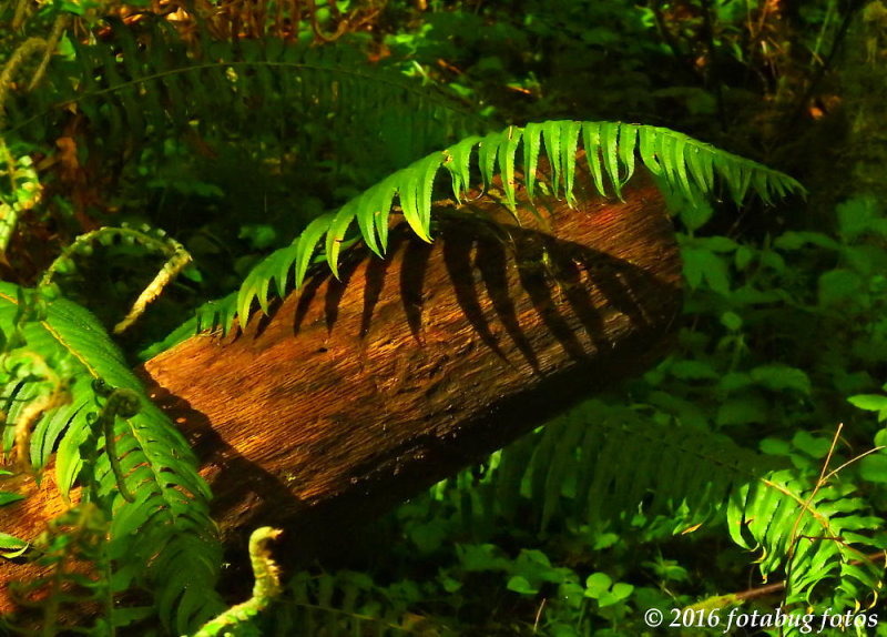 A Fern Grows in the Forest