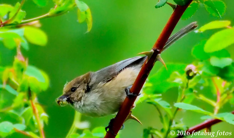 Bushtit Dining Out