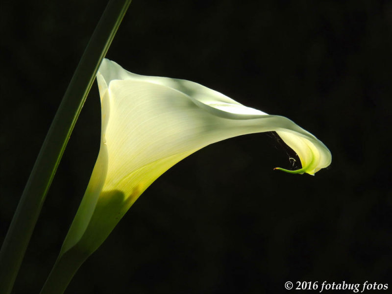 The Beautiful Calla Lily That Isn't!