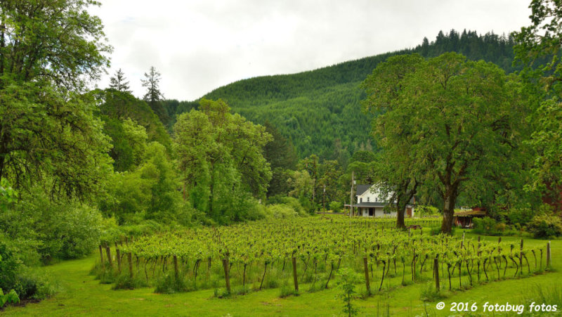 A Small Vineyard