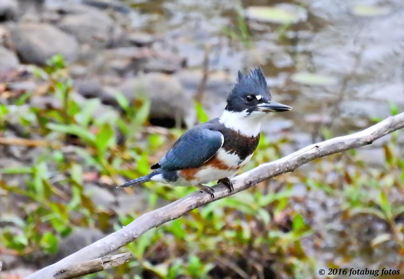 Catching a Kingfisher