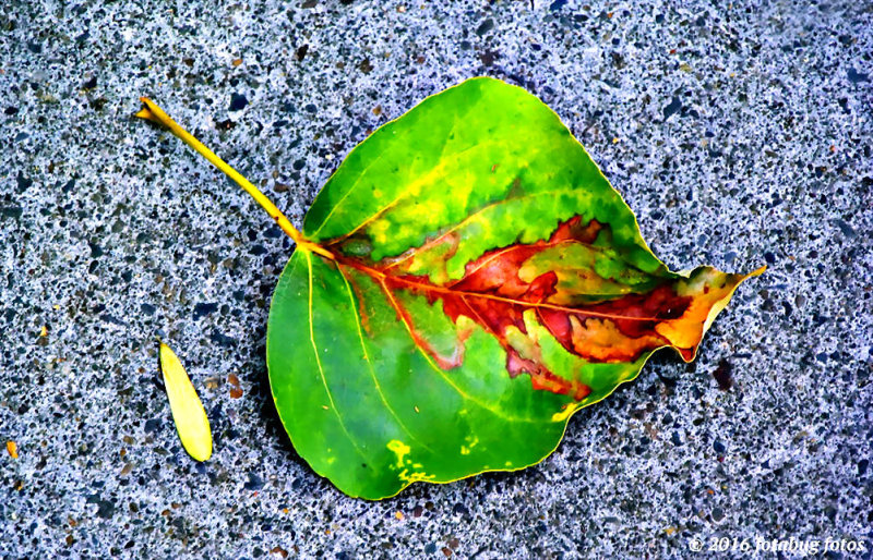 Just a Leaf on the Sidewalk