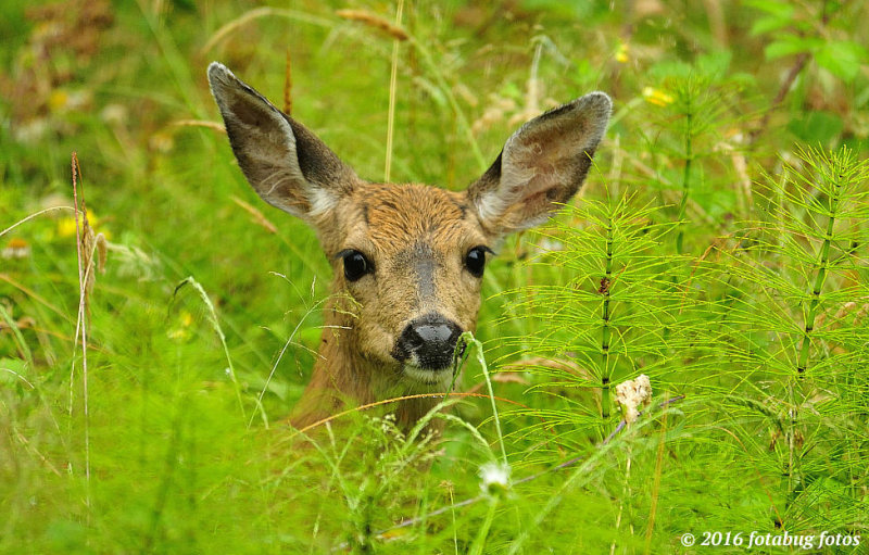 Oh, Those Beautiful Eyes!