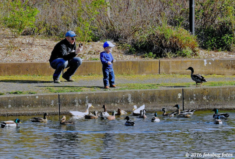 Kids Love the Ducks at Alton Baker Park