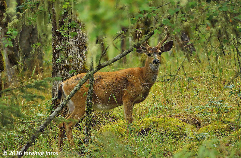 Forest Dweller