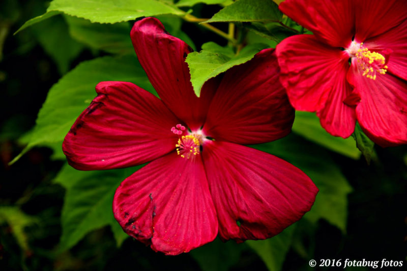 Hibiscus in Our Backyard