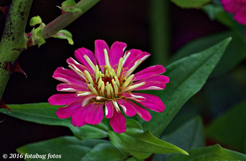 Fantastic Flower (Zinnia)