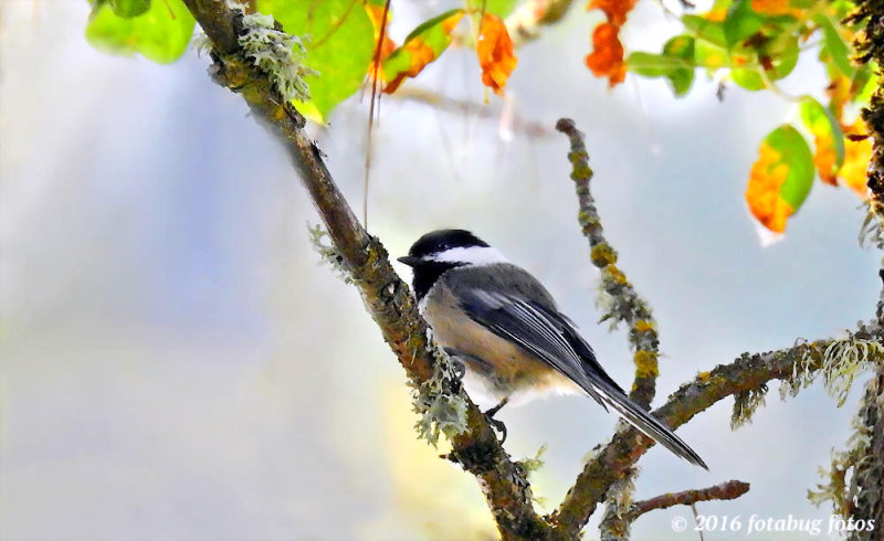 The Black-capped Chickadee, More Than Meets the Eye!