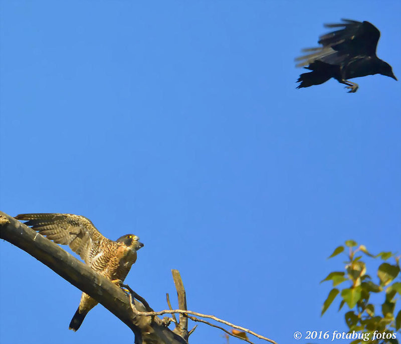 Crow Buzzing Peregrine Falcon