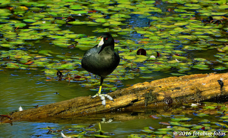 A Challenge From One Old Coot to Another