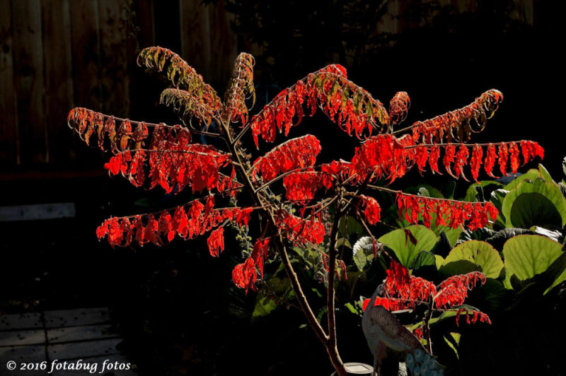 Backlit Scarlett Sumac