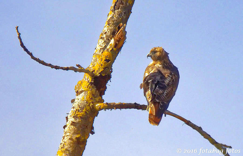 Red-tailed Hawk at Delta Ponds