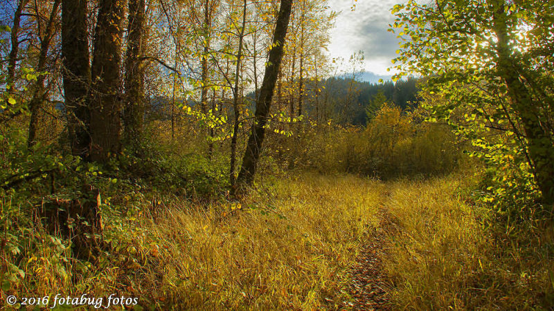 A Path Through the Forest