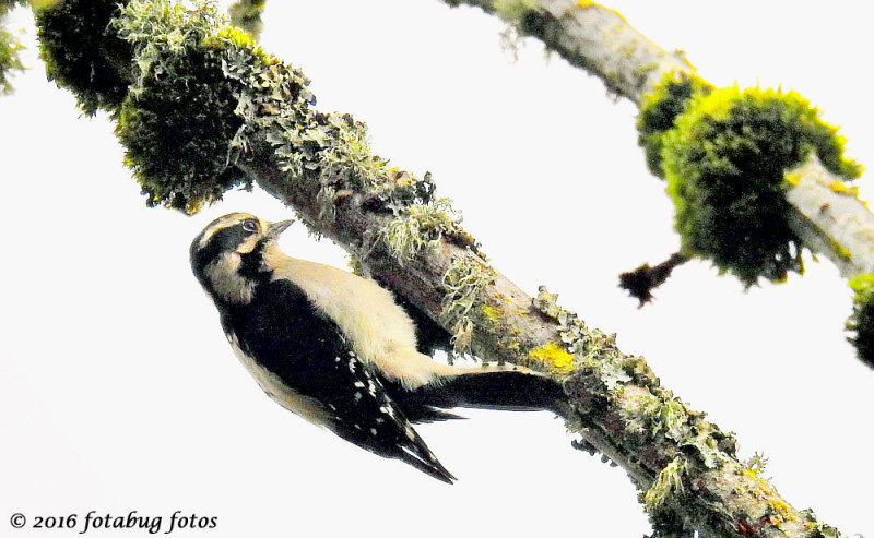 Downy Woodpecker, Always Moving!