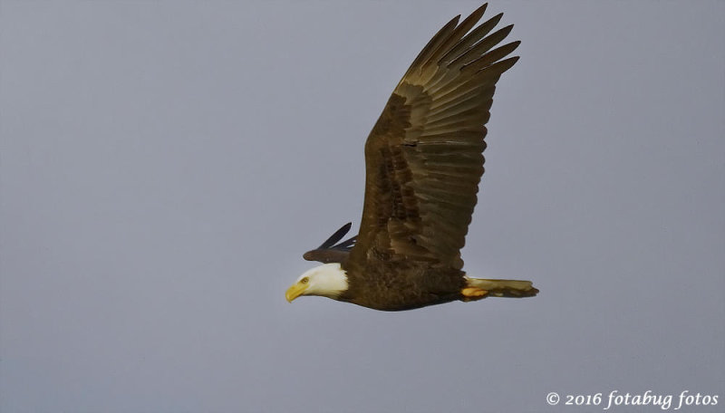 An Eagle Flew Overhead