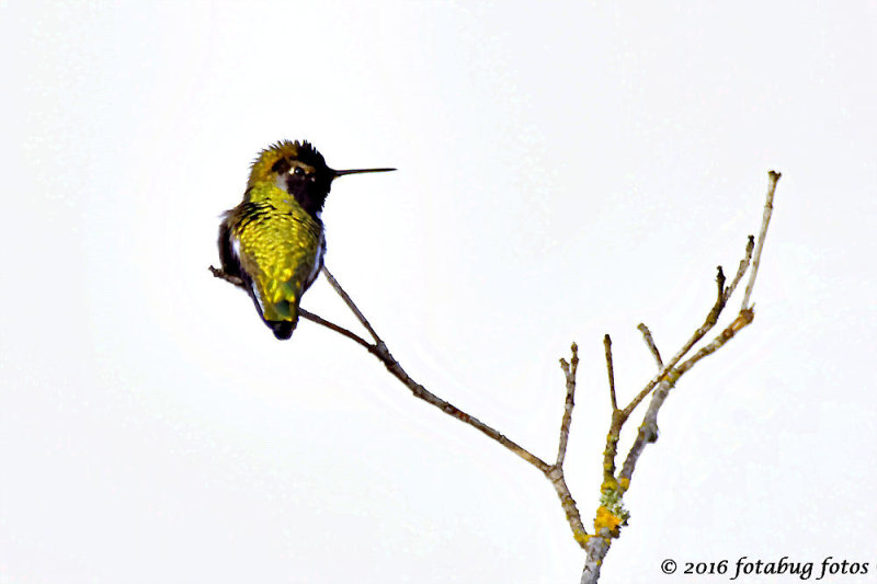 Hummingbird in Winter