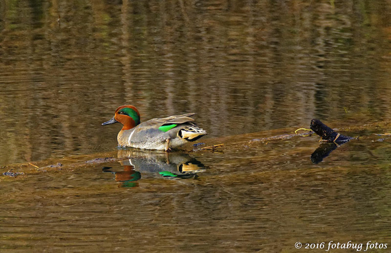 Plain to See Why It's Called a Green-winged Teal!