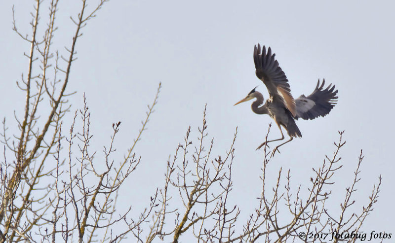 The Great Blue Herons are nesting!