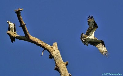 Obliging Osprey