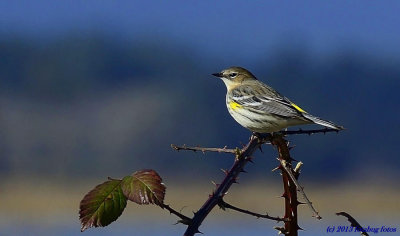 Birds At Fern Ridge Wildlife Area