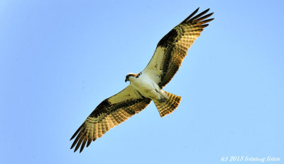 Osprey Overhead