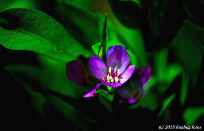 Pretty little Flower (whatever it is!)