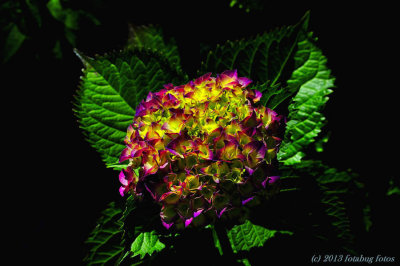 Our Beautiful Hydrangea