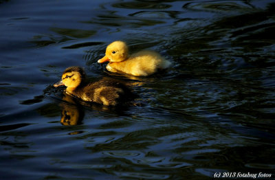Not A Yellow Rubber Ducky