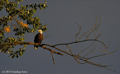 Bald Eagle at Delta Ponds