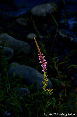 Its All About The Light!