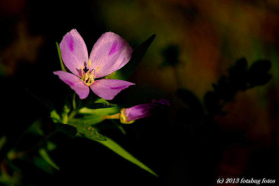 Shadows in the Garden