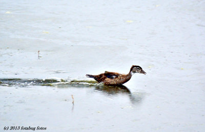 Some Kind of Duck!  Which?