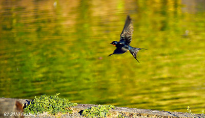 Caught in Flight!