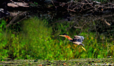 Taking Flight