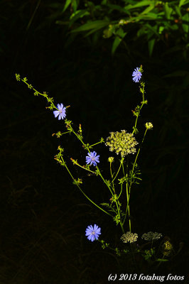 Flowers At The Ponds