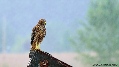 Coopers Hawk?