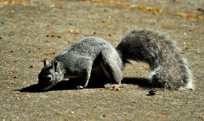 Grey Squirrel