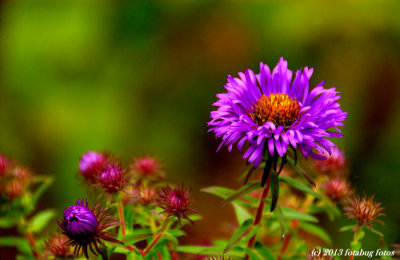 New England Aster