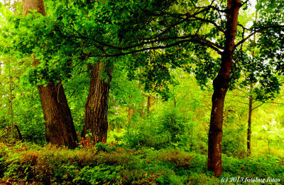 The Beauty of Alton Baker Park