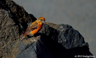 Red Crossbill At McKenzie Pass