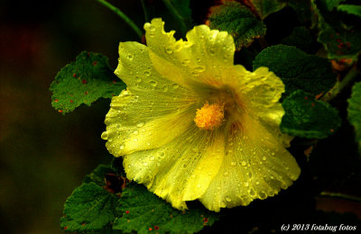 Raining At the Rose Garden