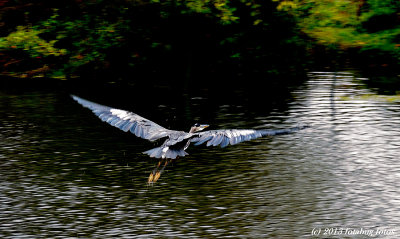 The Sheer Beauty of Flight!