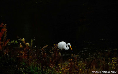 Dark Morning At The Ponds