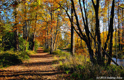 Along Middle Fork Path