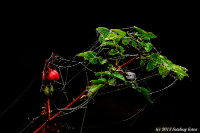 Ambitious Spider!