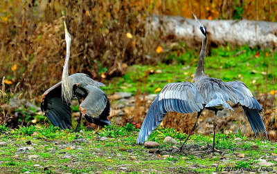 Confrontation!