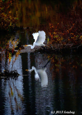 Pretty Bird In Pretty Setting!