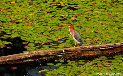 Green Heron in Delta Ponds