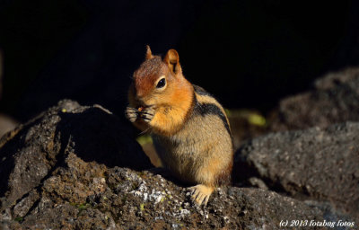 Chipmunk at the summit of McKenzie Pass