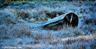 Log In Grass On Frosty Morning